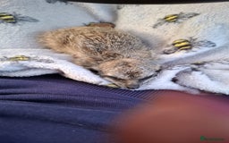 Mixed Breed livestock for sale: Pair of Meerkats  - Advert 1