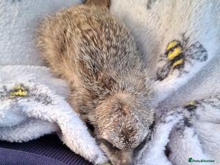 Mixed Breed livestock Pair of Meerkats - Advert 2
