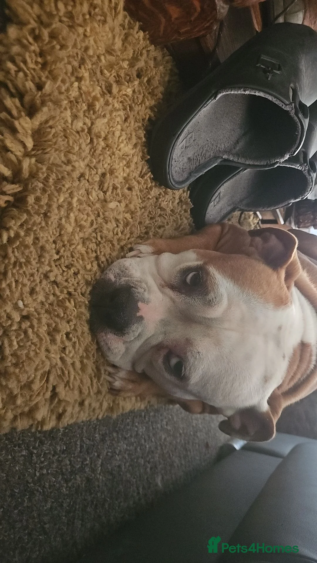 Mixed Breed dogs for sale: Luna  - Advert 2