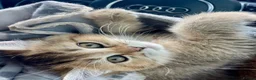 British Shorthair cats for sale: 🏆🌺Last Adorable little BSH Ready🏆 - Advert 8