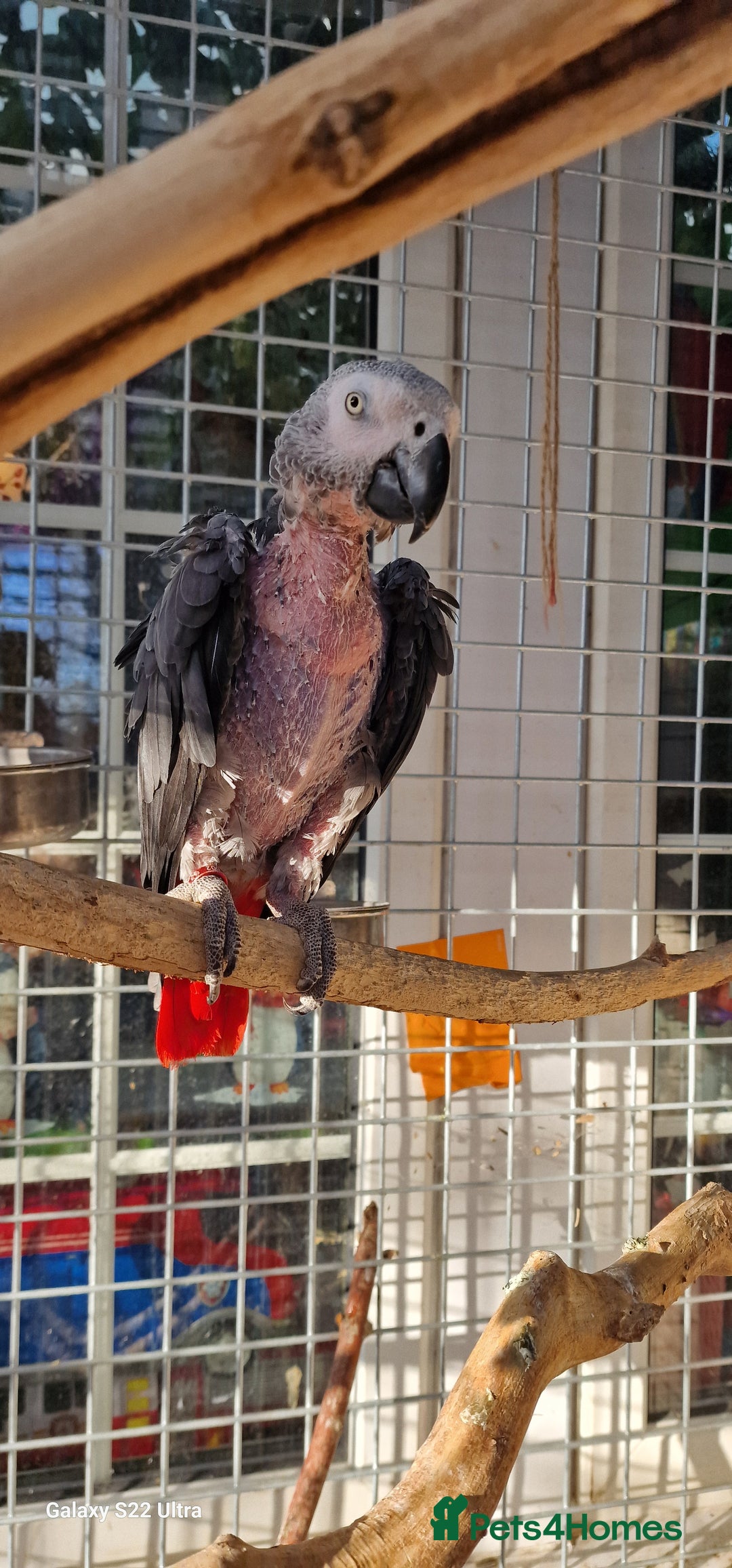 Cockatoo birds for sale: Galah cockatoo African Grey Amazon parrots - Advert 3