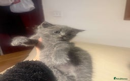 British Shorthair cats for sale: RARE LILAC COLOURPOINT BRITISH SHORT HAIR KITTENS  - Image 13