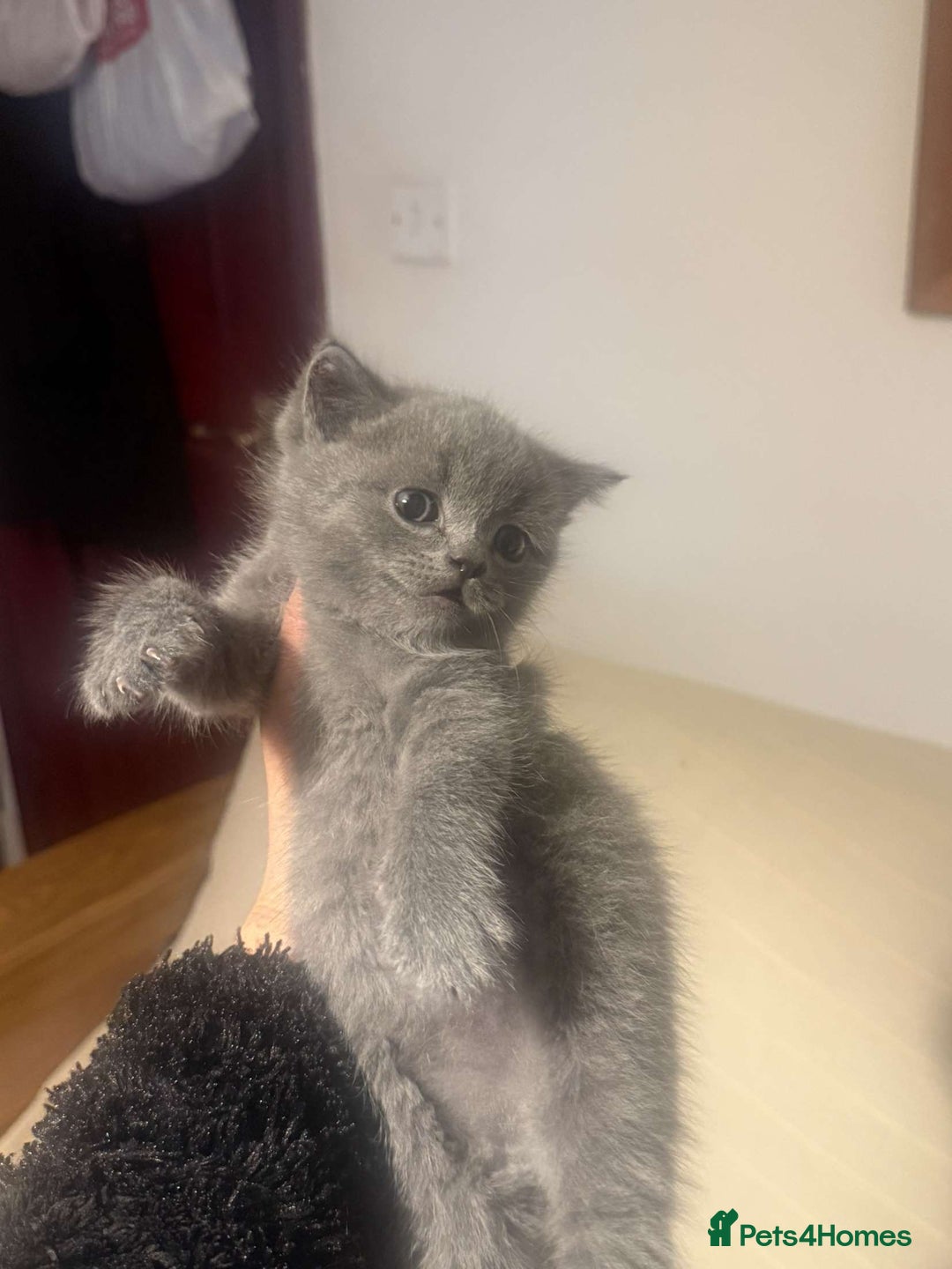 British Shorthair cats for sale: RARE LILAC COLOURPOINT BRITISH SHORT HAIR KITTENS  - Image 13