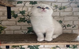 Munchkin cats for sale: Full pedigree munchkin kitten  - Image 8