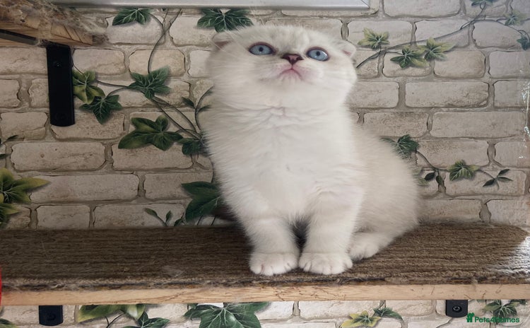 Munchkin cats - Advert 4