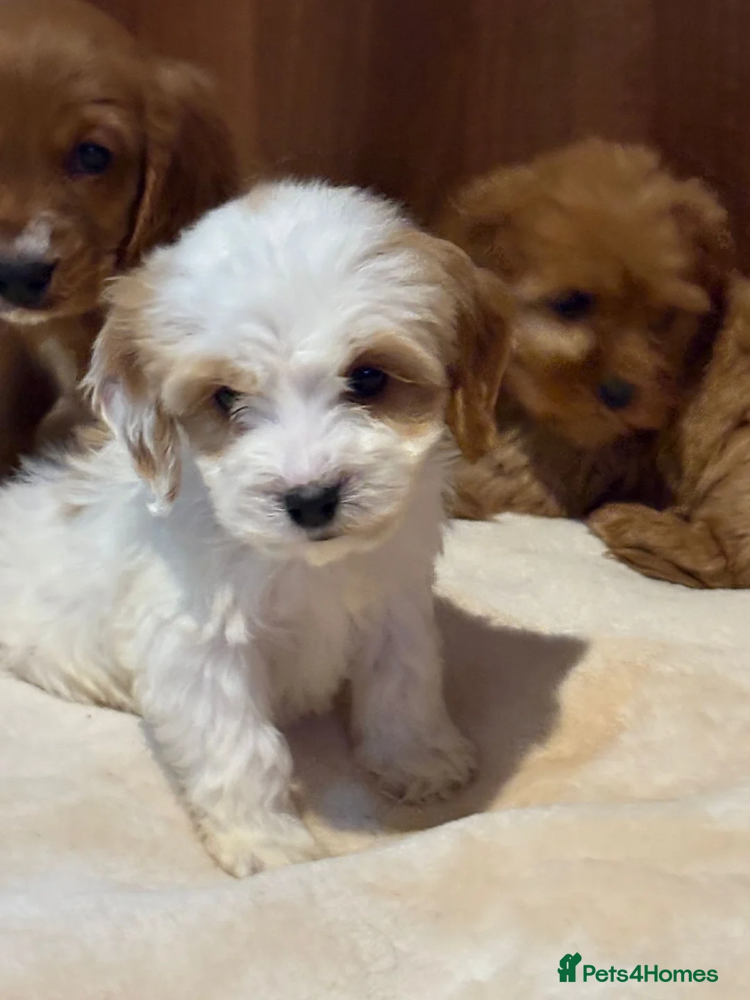 Cockalier dogs for sale: Adorable cockaliers  - Advert 8