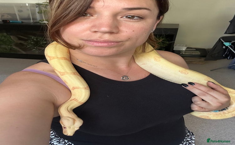 Boa Snake reptiles - Advert 1