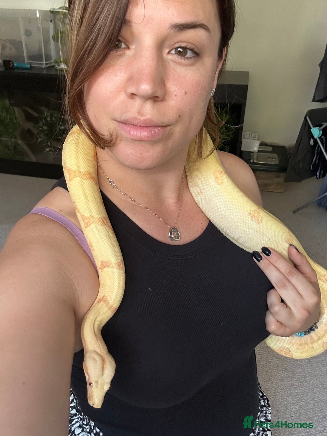 Boa Snake reptiles for sale: Sunglow Boa Constrictor  - Image 1