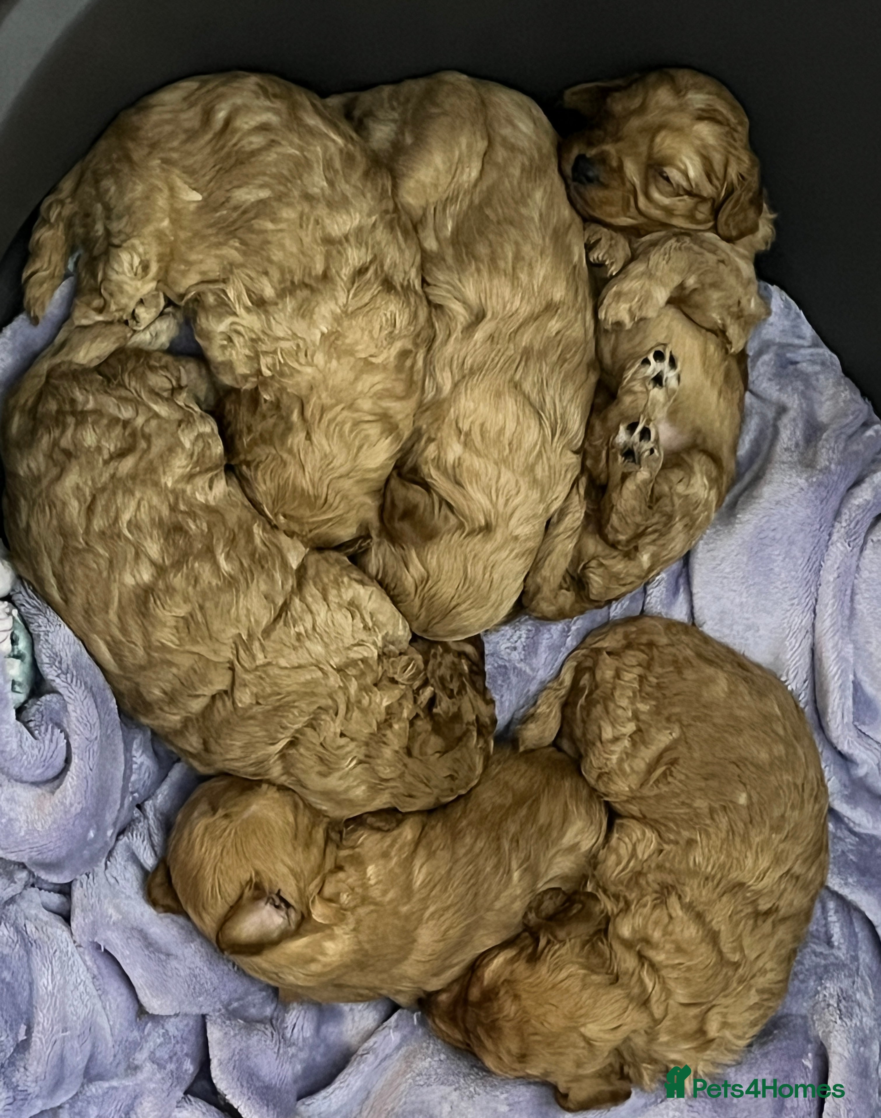 Cavapoochon dogs Cavapoochon Pups. Only 2 pups left .DNA Parents.  - Advert 1