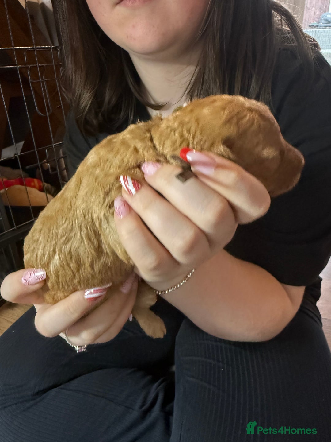 Labradoodle dogs for sale: Beautiful labradoodles  - Advert 9