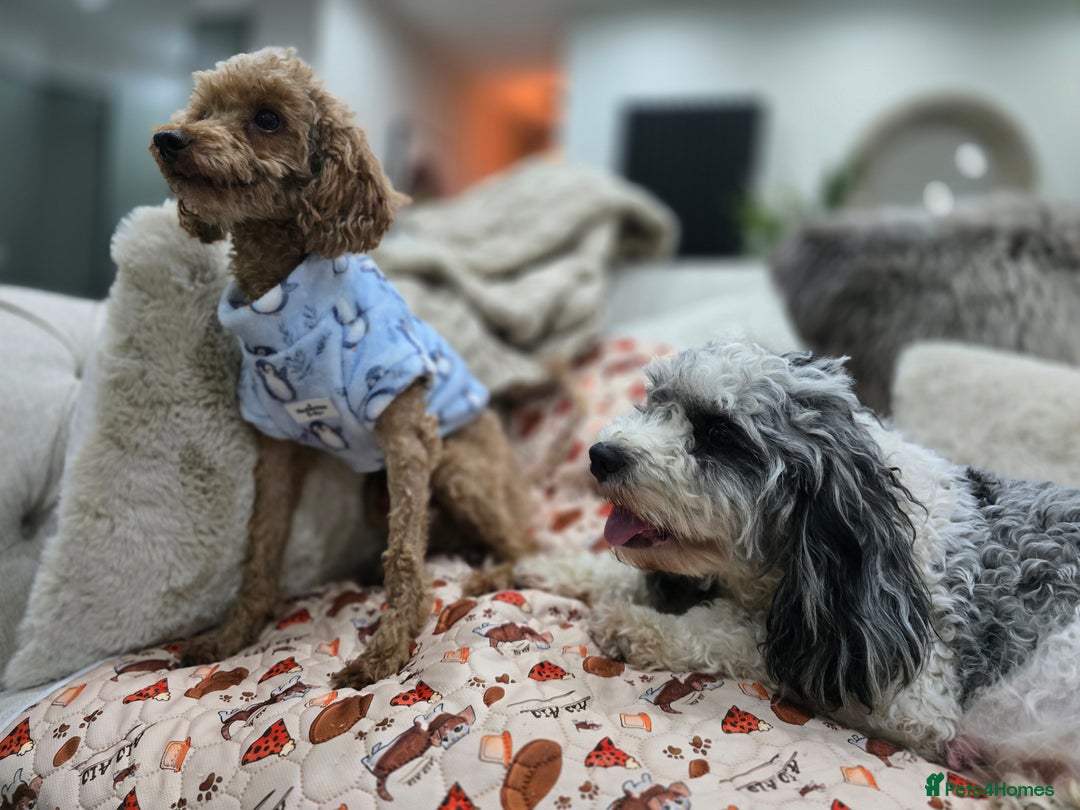 Cavapoo dogs for sale: Beautiful fully health tested cavapoo puppies  - Advert 32