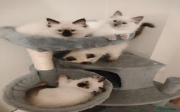 Ragdoll cats for sale: Adorable Ragdoll Kitten ready now - Image 2