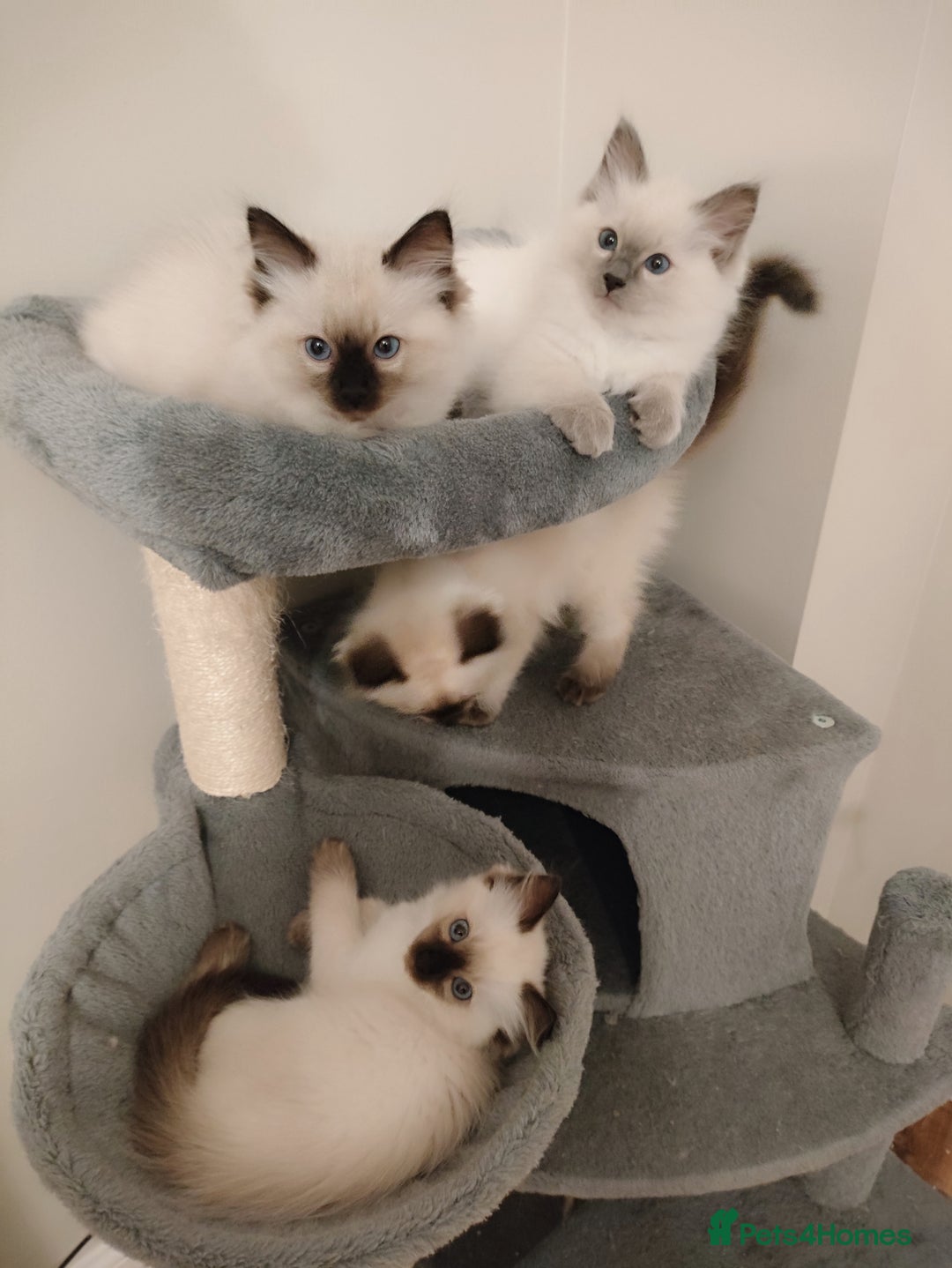Ragdoll cats for sale: Adorable Ragdoll Kitten ready now - Image 2