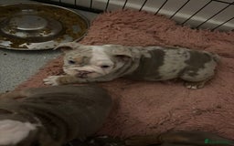 Mixed Breed dogs for sale: ✨ CHARLIE’S ANGELS – BULLDOG GIRLS ✨ - Image 13