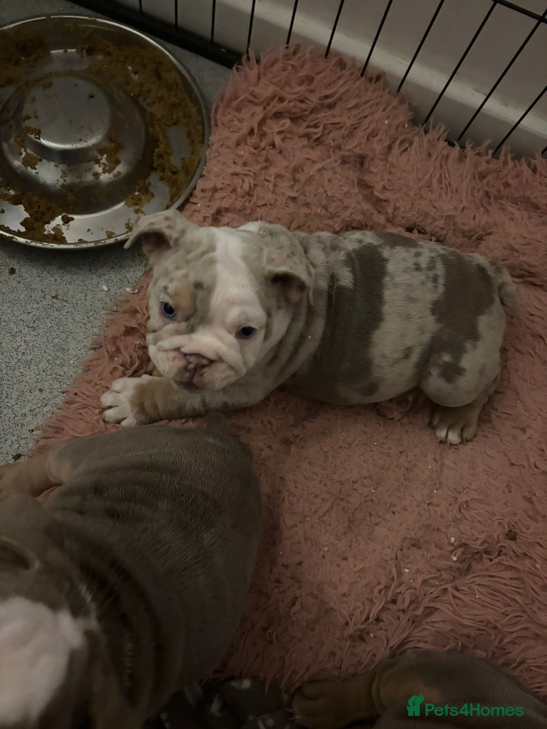 Mixed Breed dogs for sale: ✨ CHARLIE’S ANGELS – BULLDOG GIRLS ✨ - Image 13