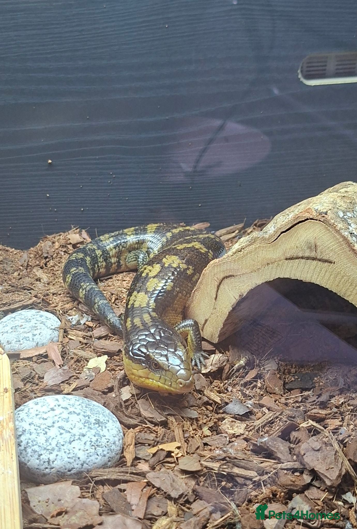 Skink reptiles Tanimbar Blue Tongue Skink - Advert 1