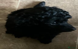 Toy Poodle dogs for sale: Purebred black toy poodle - Advert 7