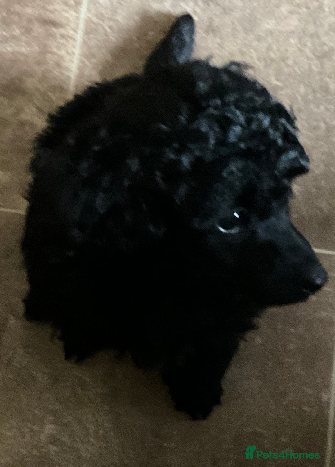 Toy Poodle dogs for sale: Purebred black toy poodle - Advert 7