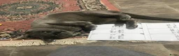 Burmese cats for sale: Super affectionate Lad in Billingshurst - Advert 3