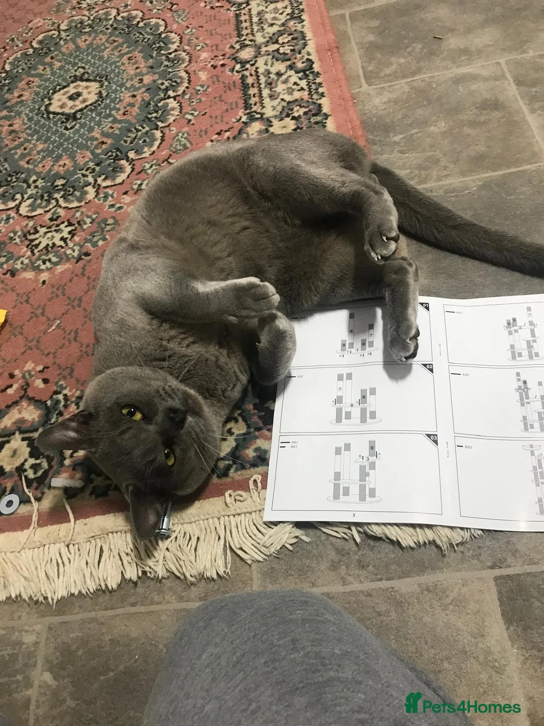 Burmese cats for sale: Super affectionate Lad in Billingshurst - Advert 3