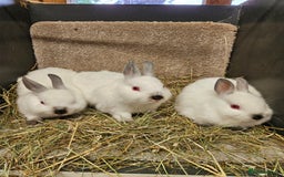 Netherland Dwarf rabbits for sale: Male Himalayan Netherland Dwarfs  - Image 9