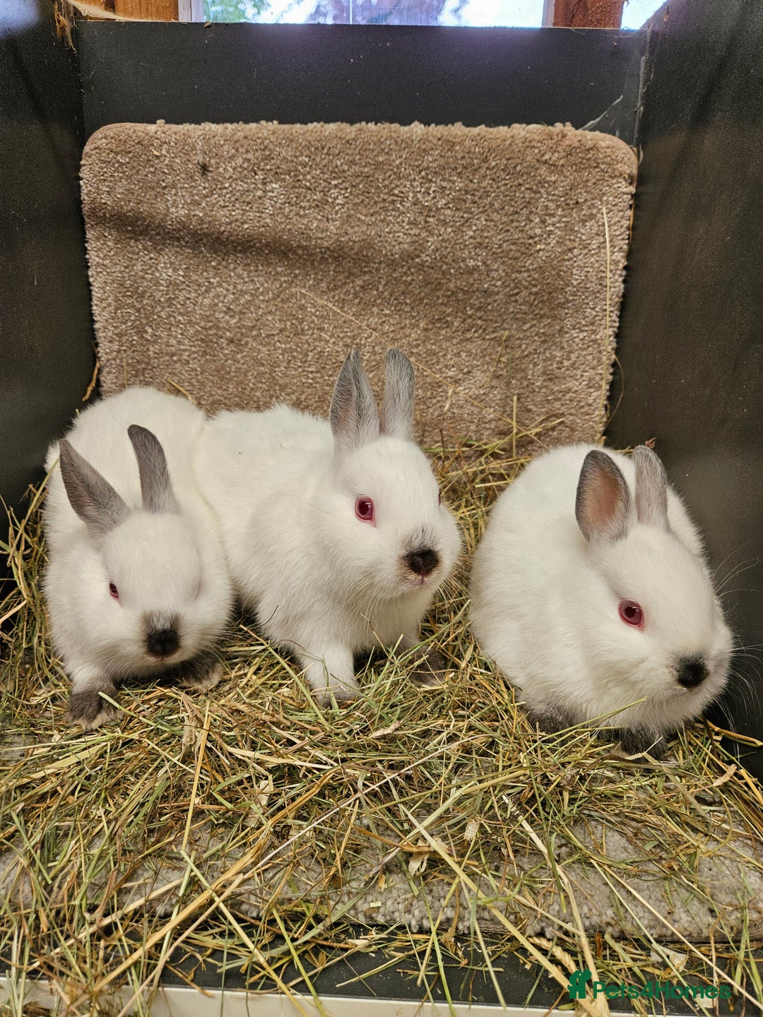 Netherland Dwarf rabbits for sale: Male Himalayan Netherland Dwarfs  - Image 9