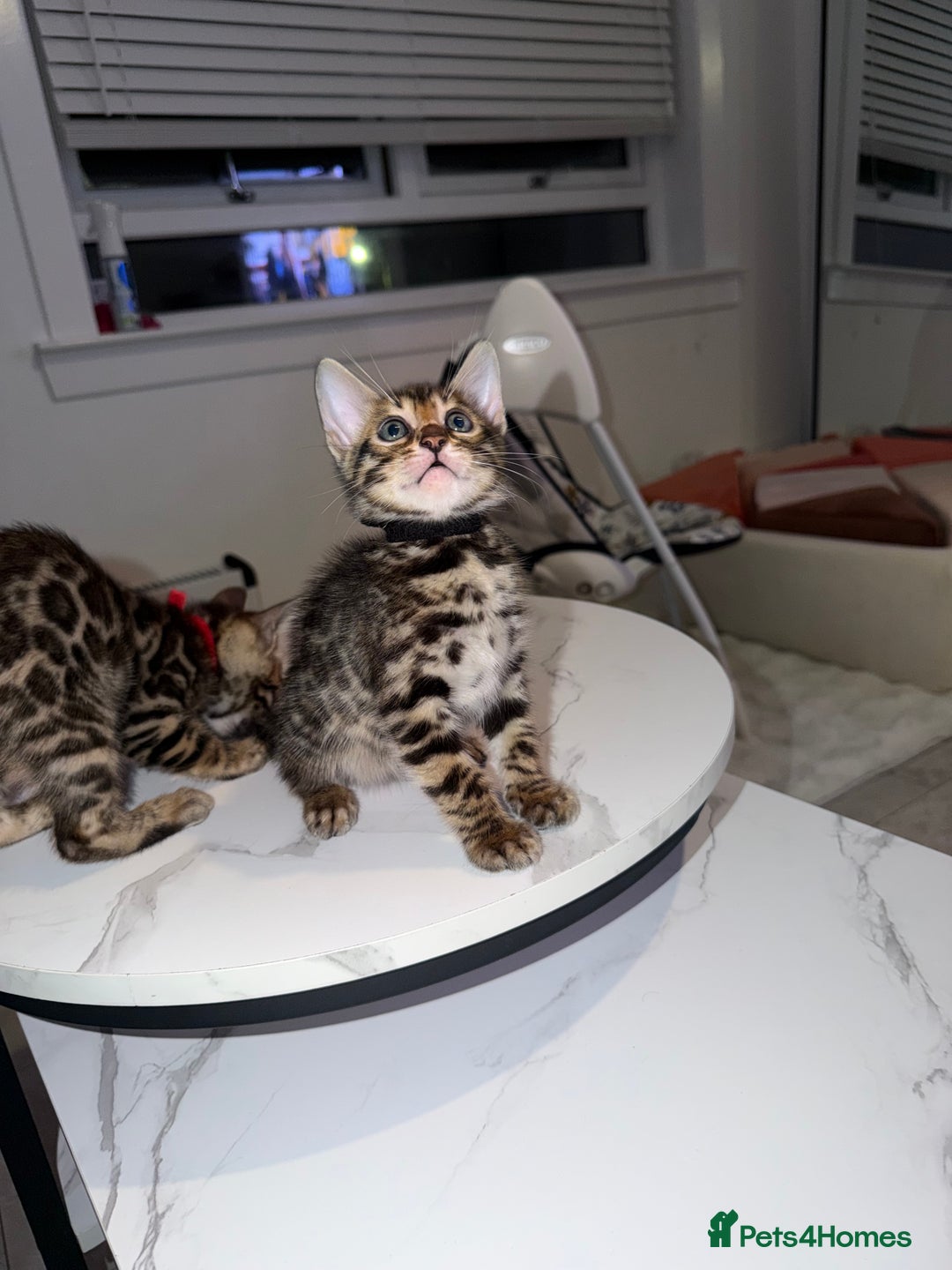 Bengal cats for sale: Bengal Male Kittens Available 🐾  - Advert 15