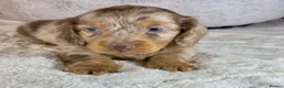 Miniature Dachshund dogs for sale: Adorable Longhaired miniature puppies in Cardiff - Advert 2