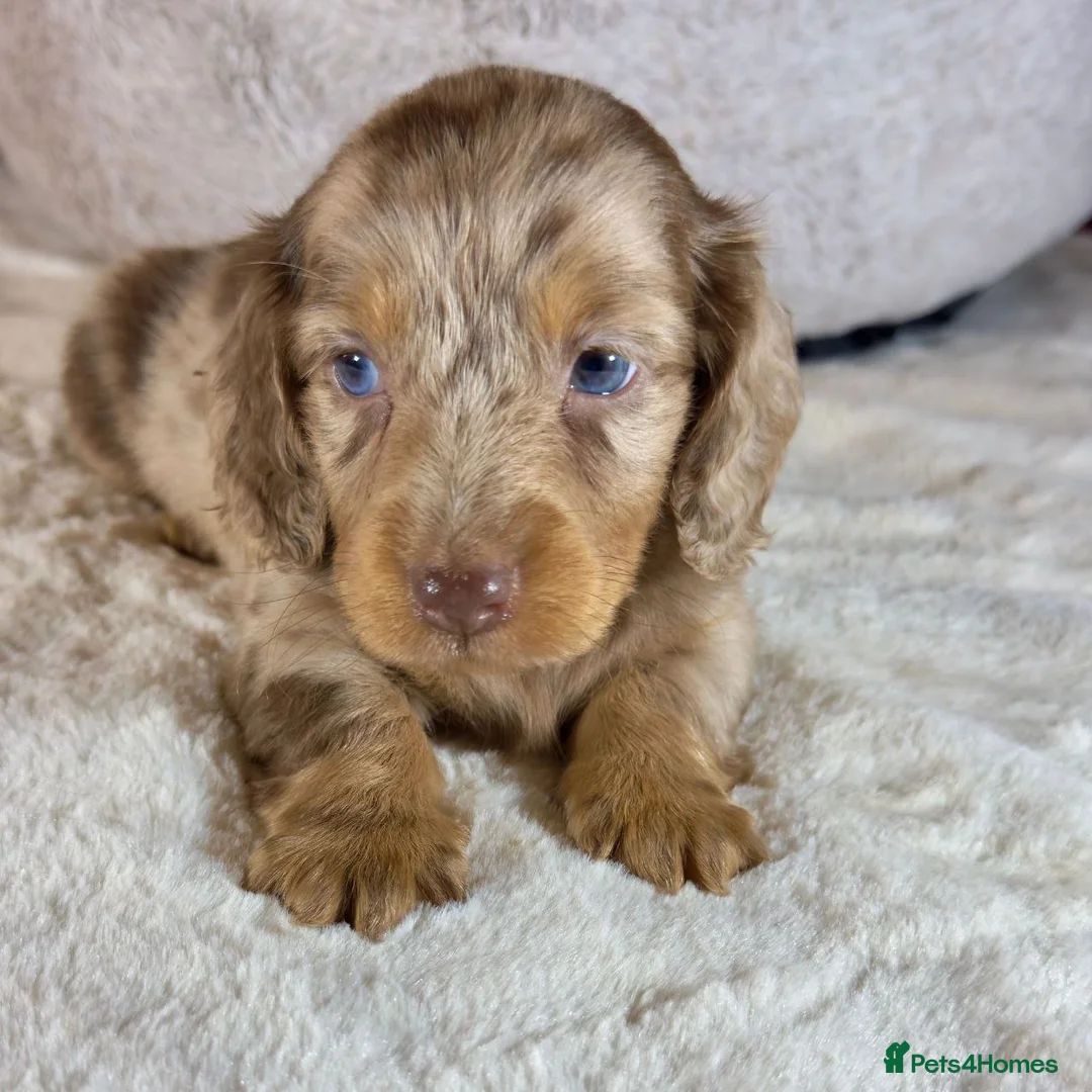 Miniature Dachshund dogs for sale: Adorable Longhaired miniature puppies in Cardiff - Advert 2