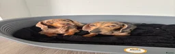 Miniature Dachshund dogs for sale: Miniature dachshund sisters in Bristol - Advert 1