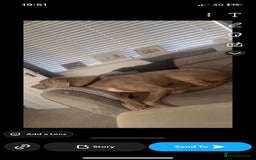 Weimaraner dogs for sale: Hugo  - Image 3