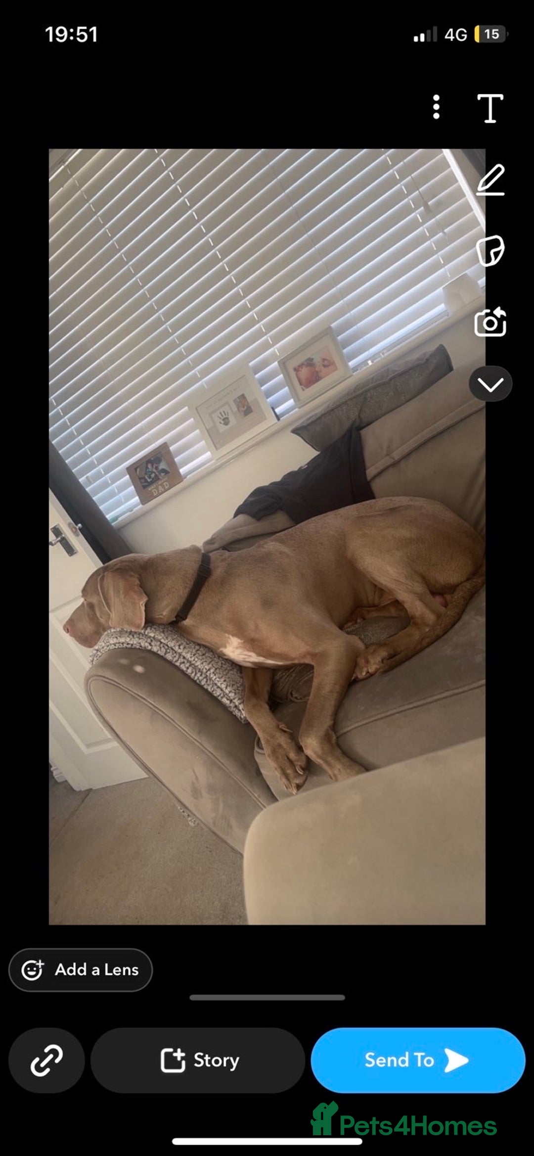 Weimaraner dogs for sale: Hugo  - Image 3