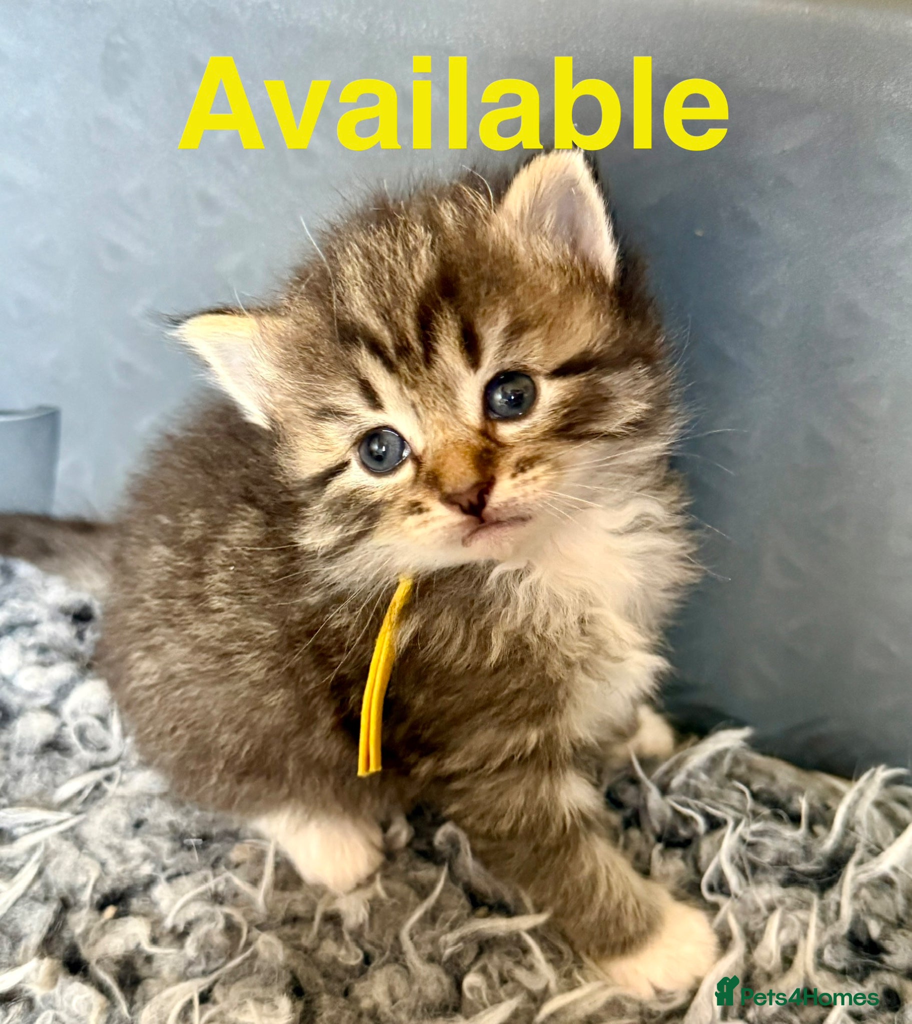 Siberian cats Really pretty Pedigree Siberian kittens - Advert 3
