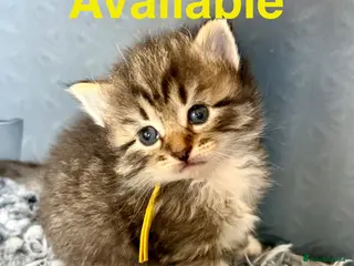 Siberian cats Really pretty Pedigree Siberian kittens - Advert 8