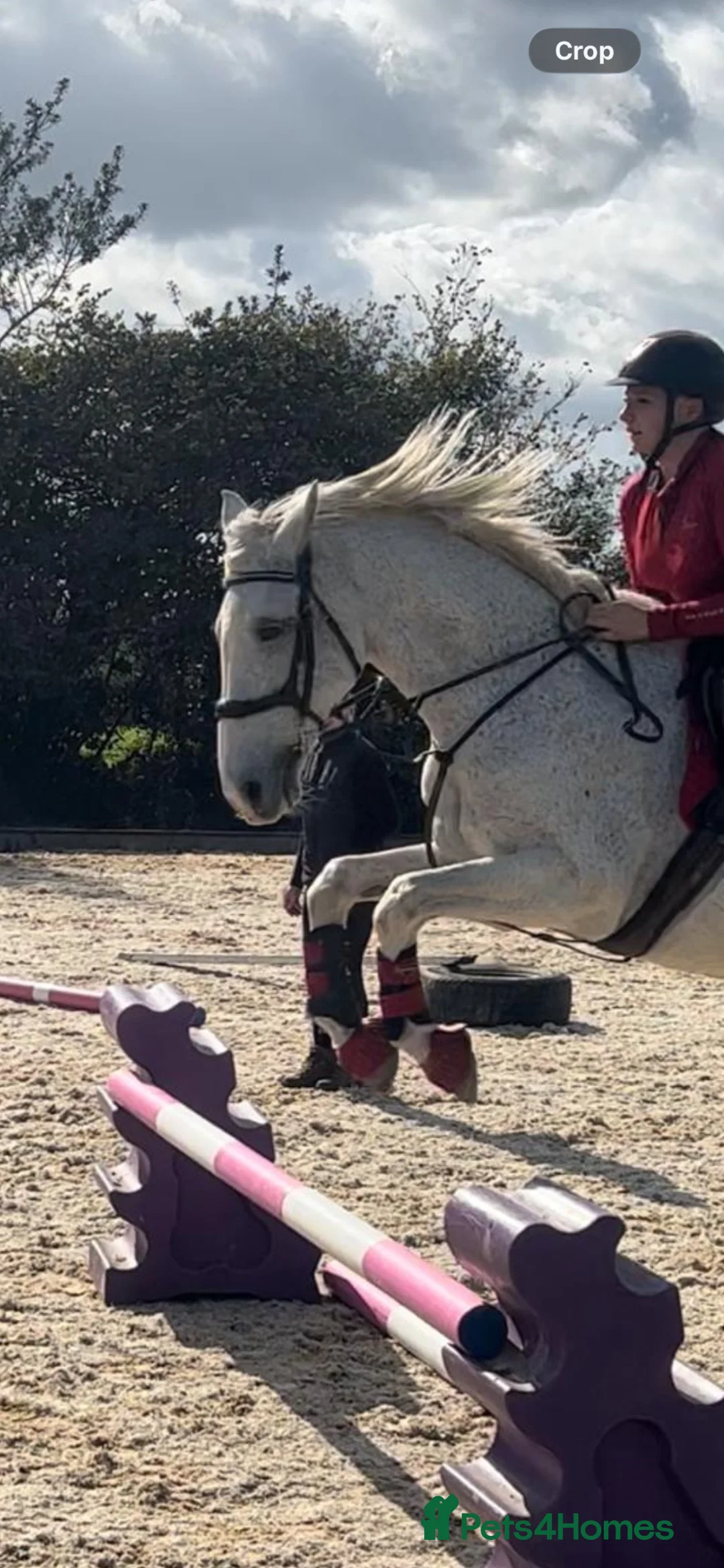 Irish Sports horses for sale: Gorgeous handsome all rounder for sale  in Mayfield - Advert 2