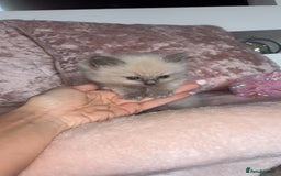 Ragdoll cats for sale: 🌸pedigree Ragdoll babies, reduced🌸 - Image 4