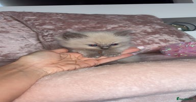 Ragdoll cats - Advert 2