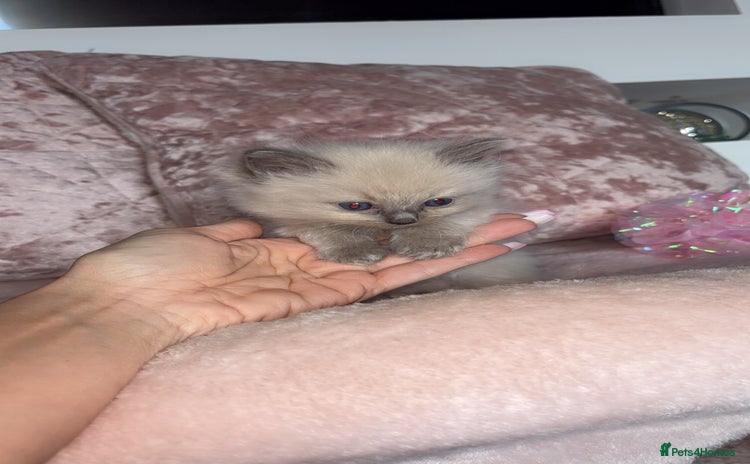 Ragdoll cats - Advert 4
