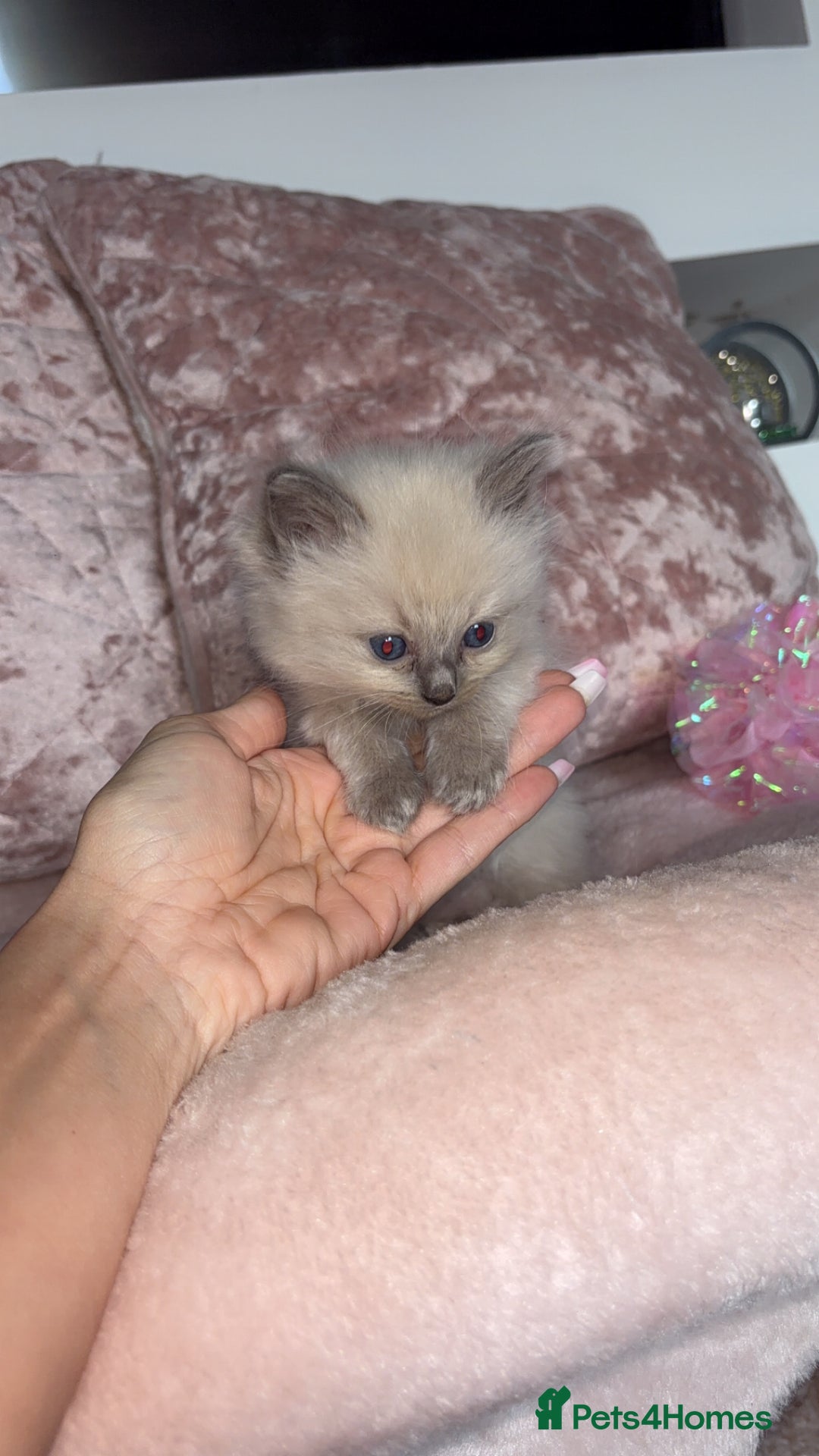 Ragdoll cats for sale: 🌸pedigree Ragdoll babies, reduced🌸 - Image 4