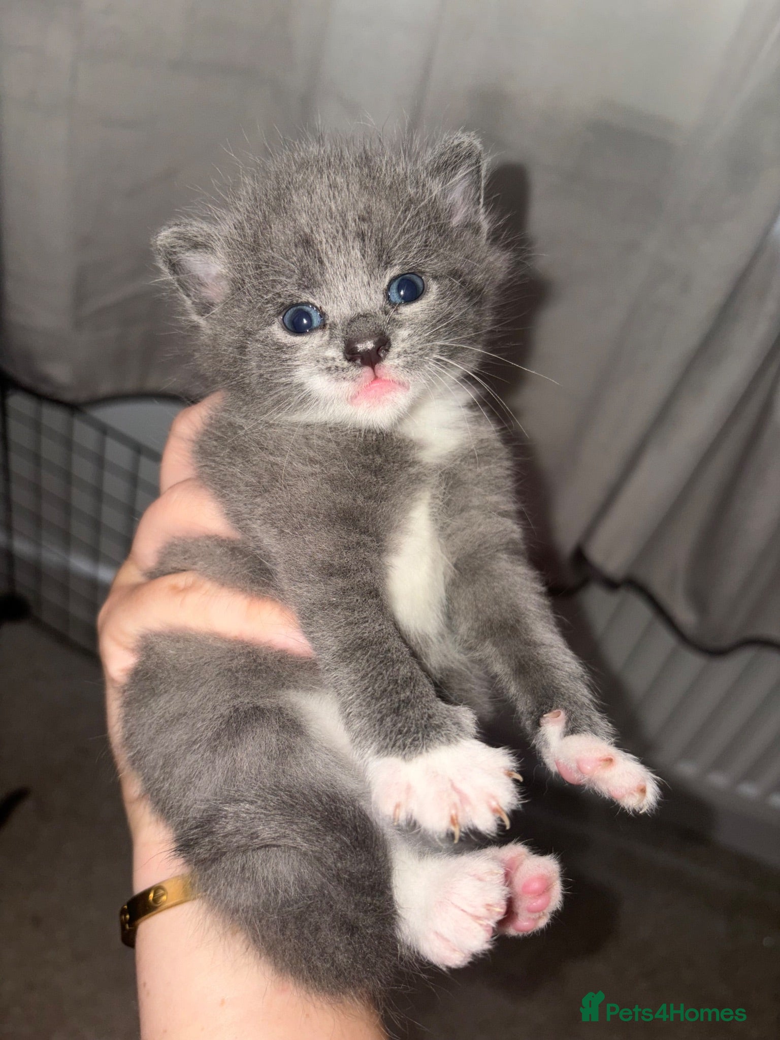 Ragdoll cats Beautiful BP ragdoll x dm shorthair kittens🩷 - Advert 11