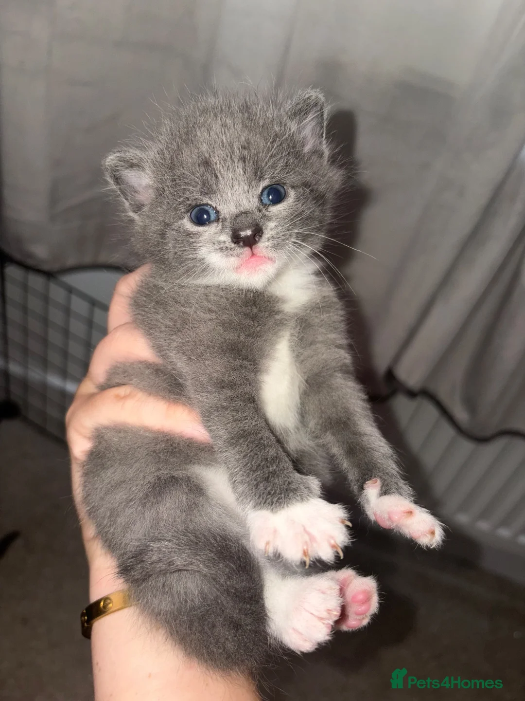 Ragdoll cats for sale: 2 LEFT❤️Beautiful ragdoll x dm shorthair kittens🩷 - Advert 1