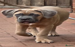Cane Corso dogs for sale: Excellent Bloodline cane corso puppies ready now - Image 7