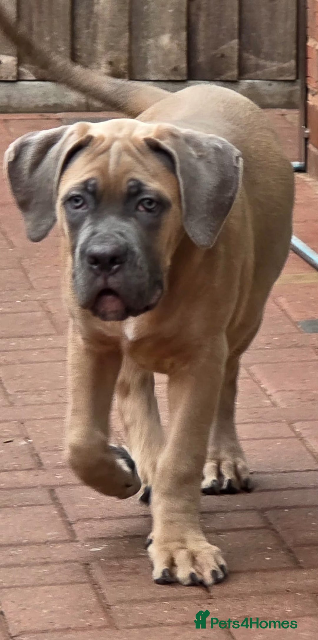 Cane Corso dogs for sale: Excellent Bloodline cane corso puppies ready now - Image 7