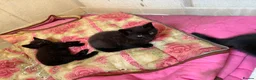 Mixed Breed cats for sale: 3 fluff babies  in Liverpool - Advert 4