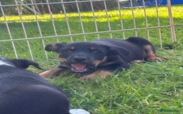 Mixed Breed dogs for sale: 6 collie cross kelpie pups  - Image 20