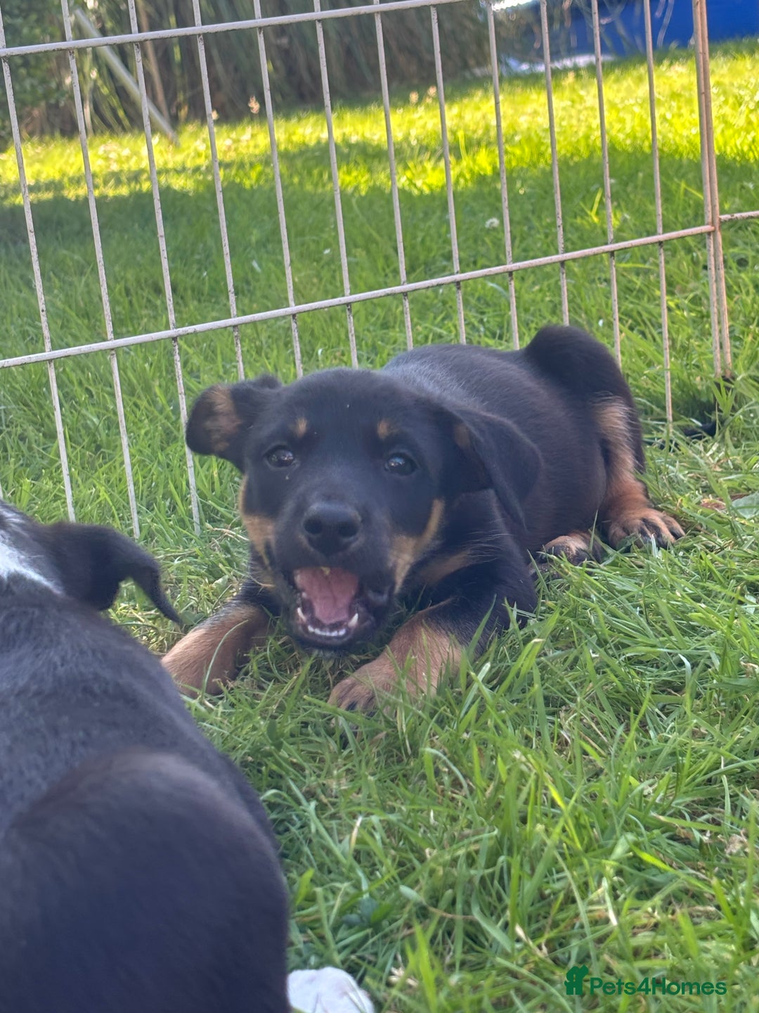 Mixed Breed dogs for sale: 6 collie cross kelpie pups  - Image 20