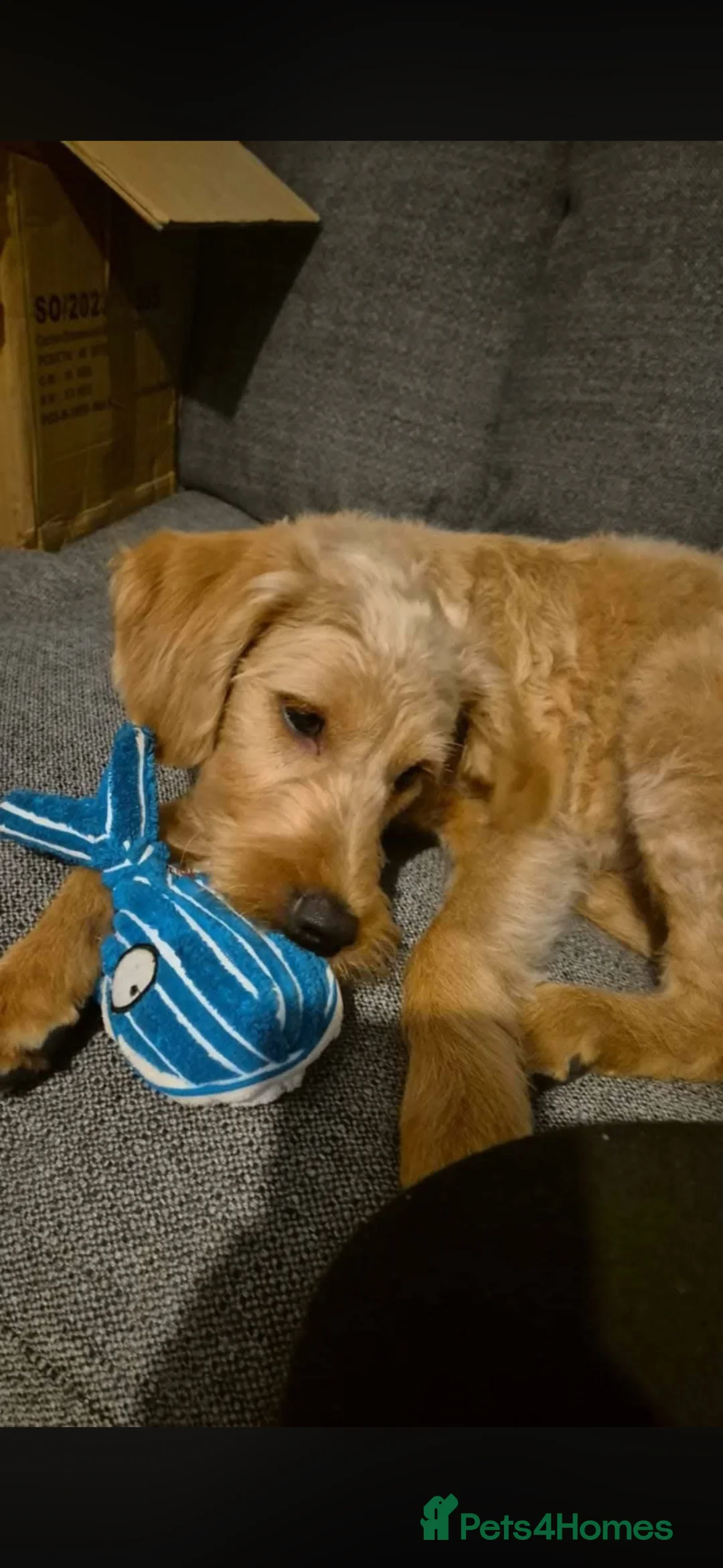 Labradoodle dogs for adoption: TEDDY - BIG LOVE, BIG ENERGY in Kidderminster - Advert 10