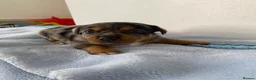 Jack Russell dogs for sale: Jack Russell puppies - Advert 6