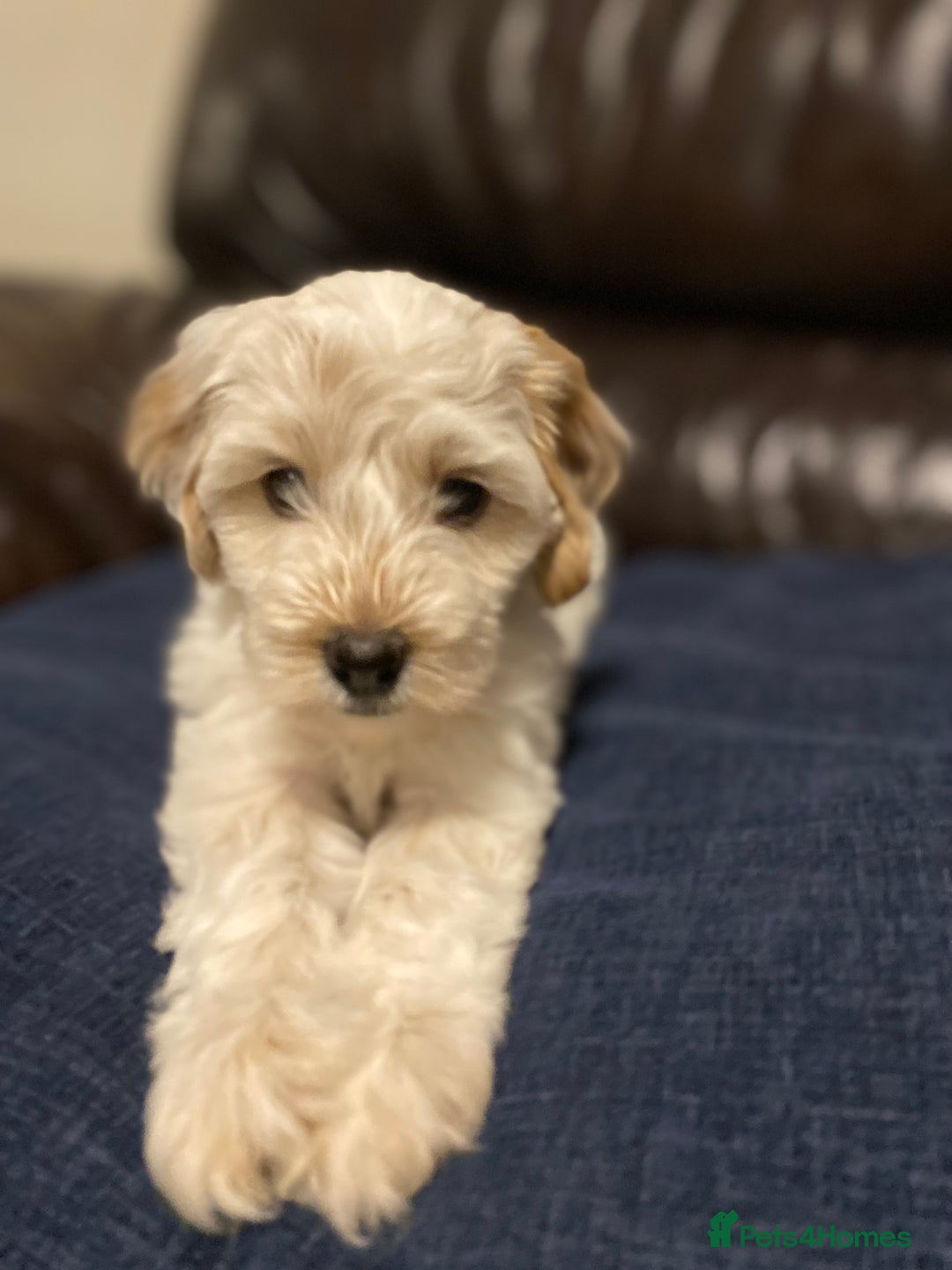 Cockapoo dogs for sale: Beautiful cockapoo puppy’s  - Image 19