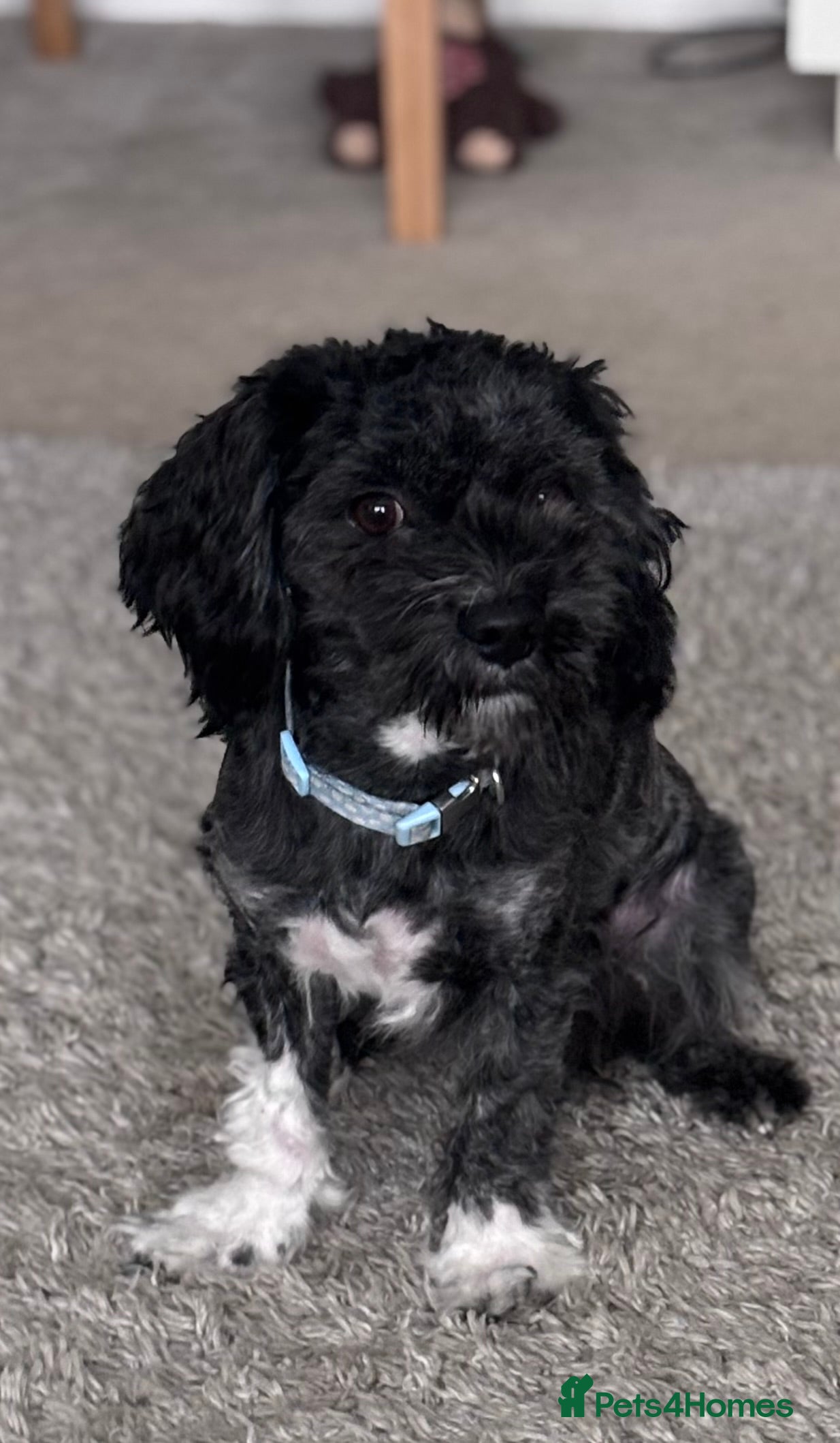 Mixed Breed dogs Bichon x havanese male 1 year old - Advert 1
